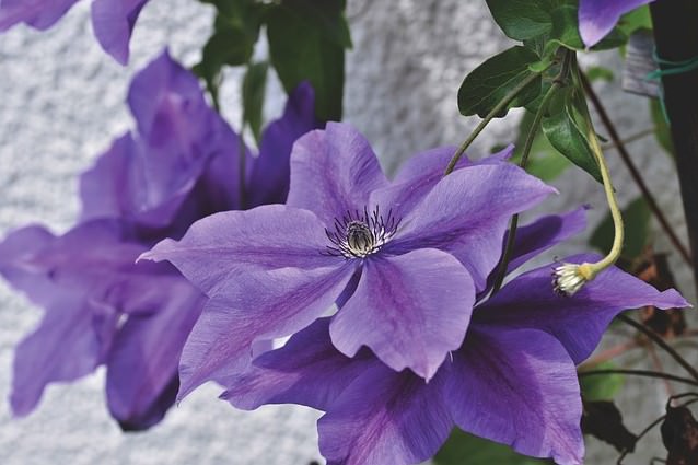 クレマチスの種類や品種改良